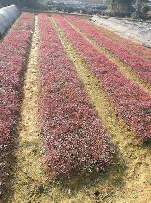 湖南園林綠化產業鏈 從沙市苗圃到城市花園的繁榮生態